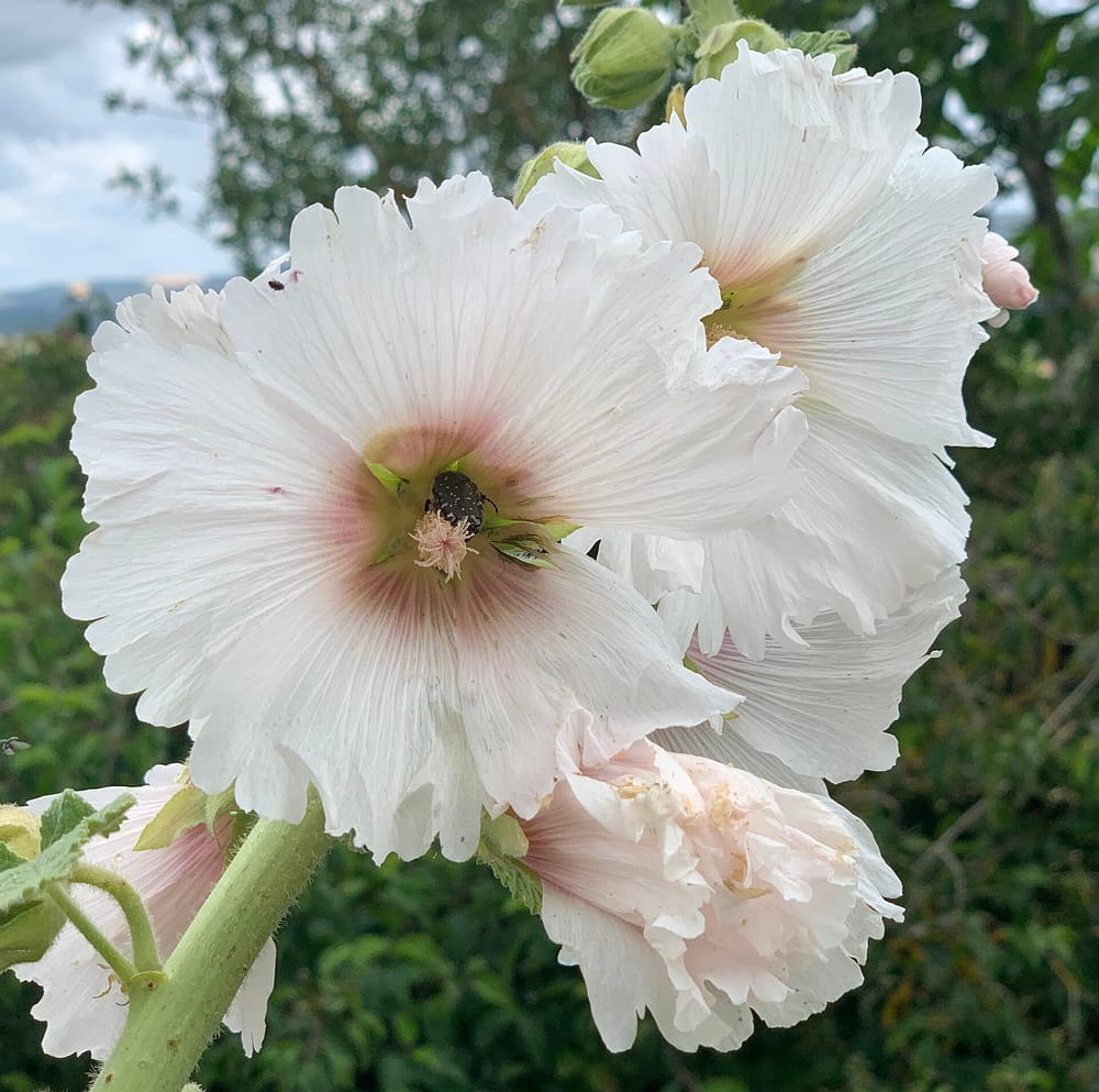 Grandes fleurs blanches de rose trémière aux pétales froissés, au cœur rosé, sur une haute tige, devant des vignes