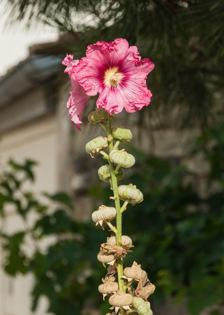Haute tige de rose trémière portant au sommet une fleur rose, et plus bas une série de boutons et de fruits secs en forme de petites roues